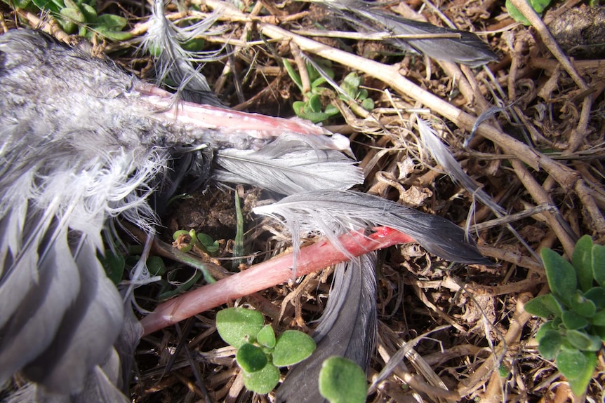 A gnawed mutton bird wing