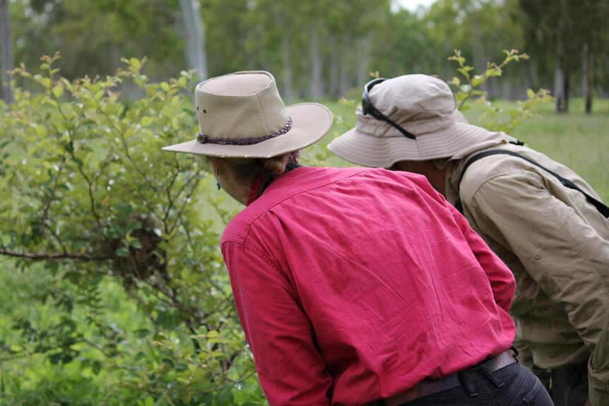 Two scientists in sun-safe hats look a bird's nest in a bush