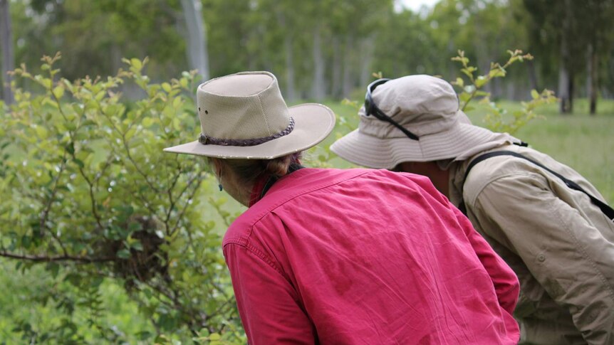 Two scientists in sun-safe hats look a bird's nest in a bush