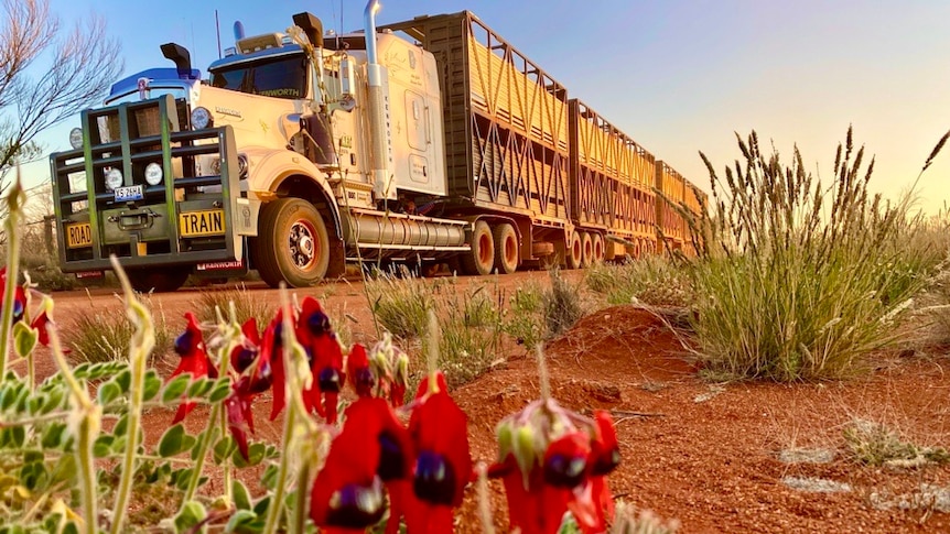 A large cattle truck parked on a dirt road with red flowering Sturt Desert Pea in the foreground 