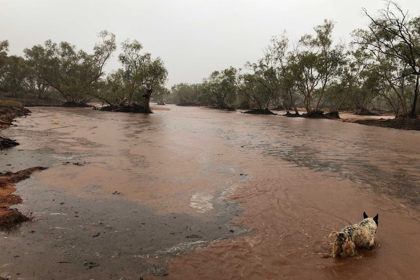 The Sandover River, Northern Territory, in flood with a cattle dog in the foreground