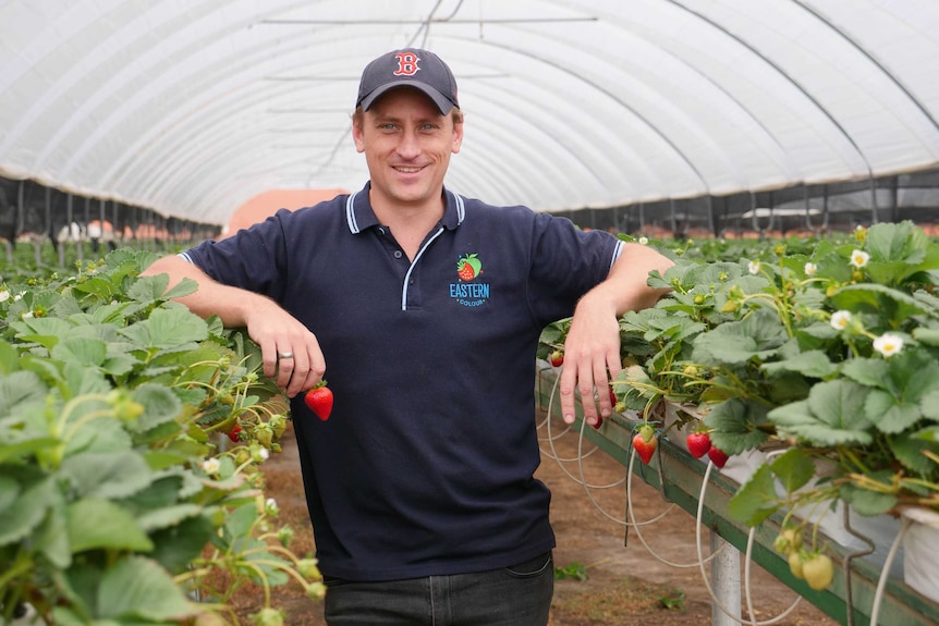 A man wearing a blue tshirt and cap stands in the middle of rows of strawberries, with a strawberry in hand.