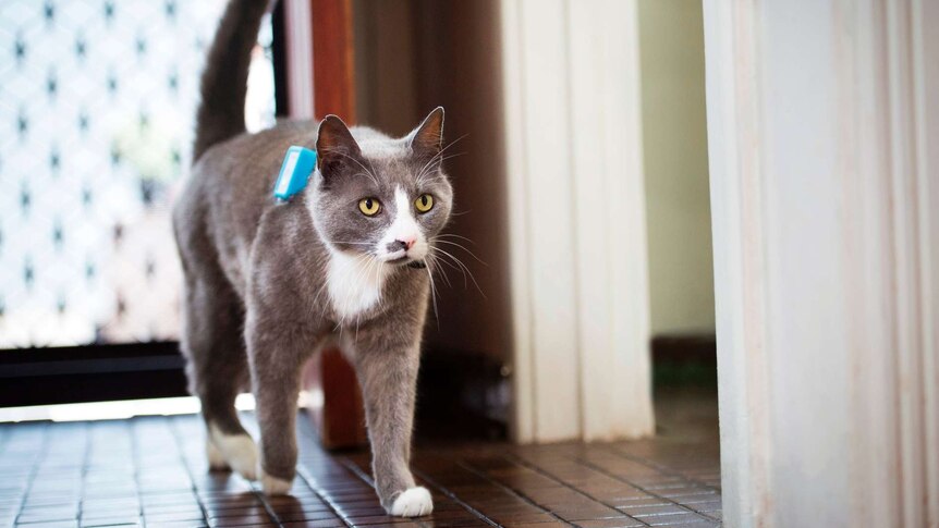 A cat wearing the GPS tracking device.