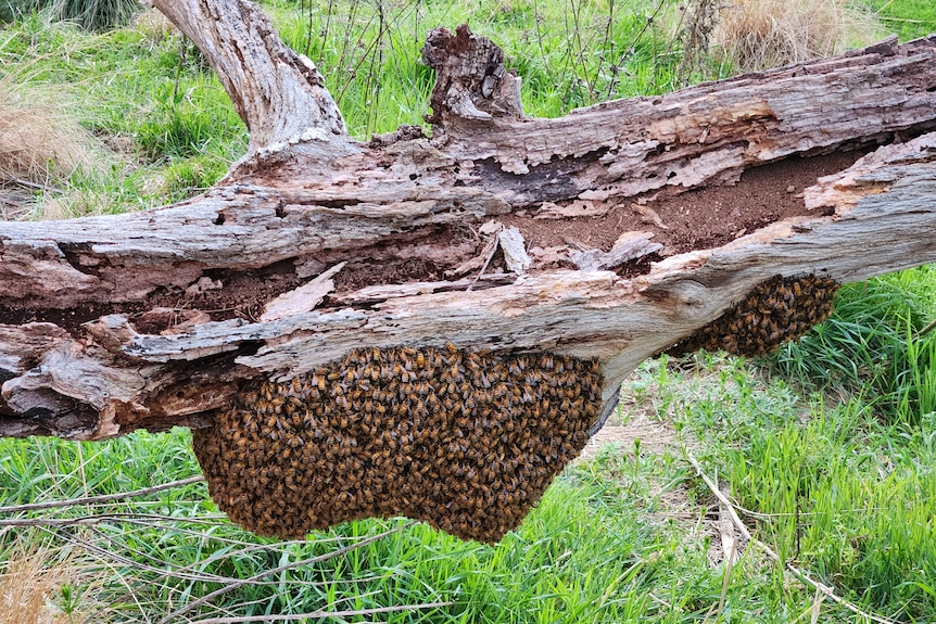 Hundreds of bees swarming on a tree log. 