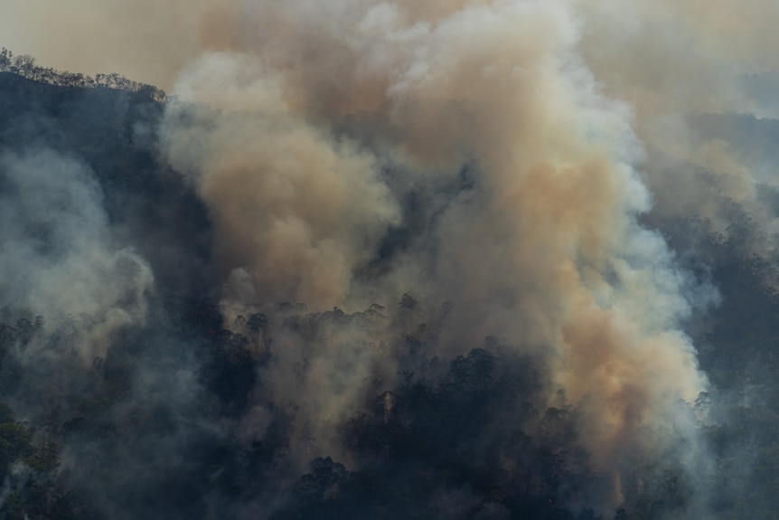 Smoke billowing out of trees on a mountain.