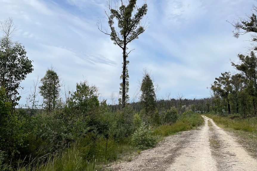 A gravel track divides two stands of burnt bush. On the left is a logging coupe with dense regrowth among few trees standing