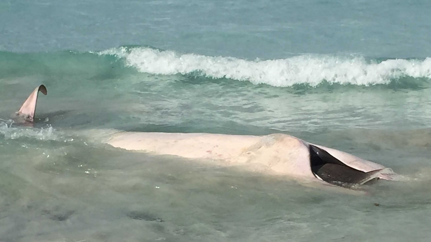 Beached whale at Port Lincoln on Eyre Peninsula