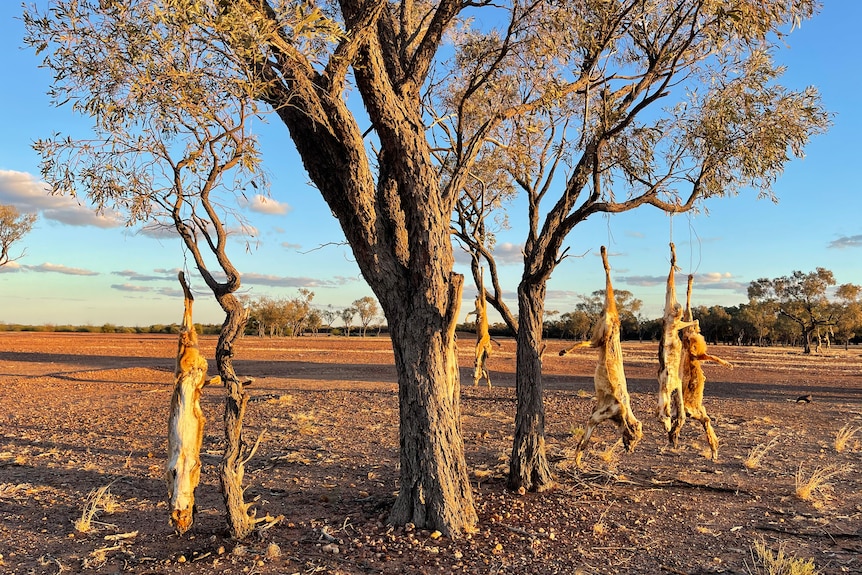 Five dead dingos are hanging by their legs on a tree surrounded by dry land.