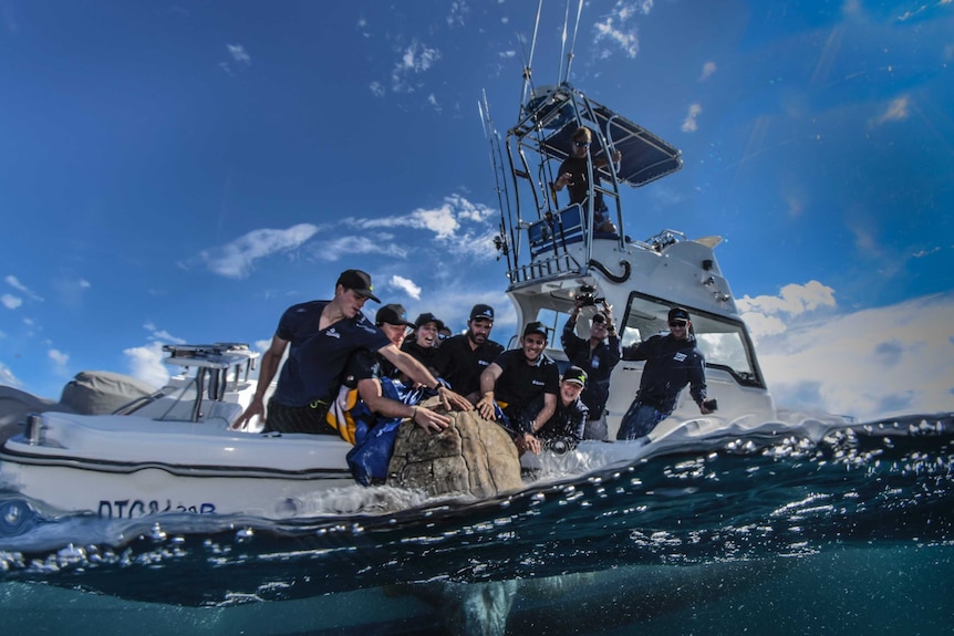 A team of people lower a large turtle into the water