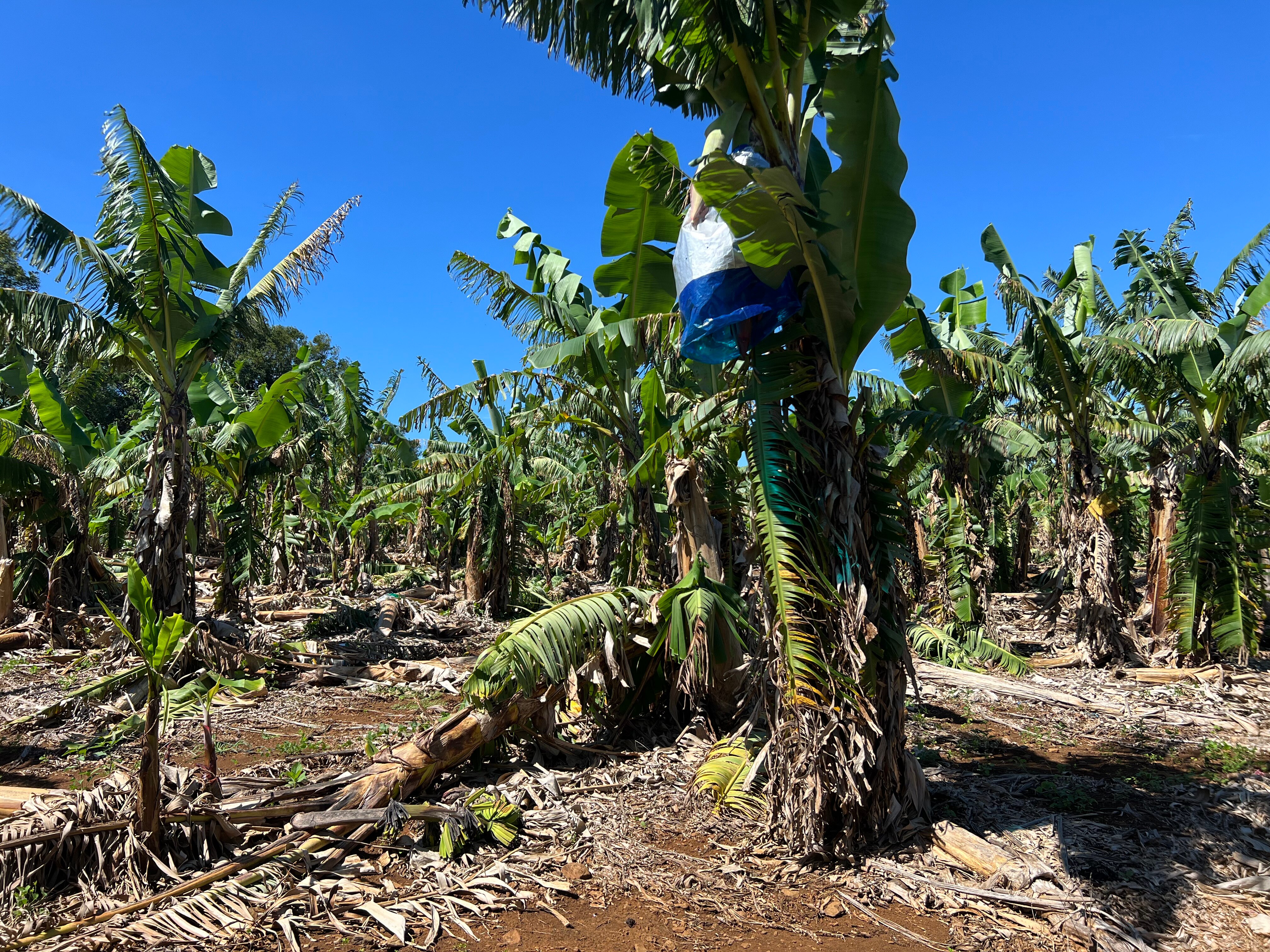Damaged banana trees in a plantation.