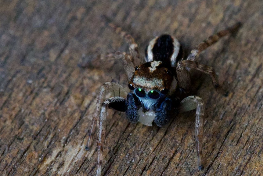 A blue spider with multiple eyes sitting on some wood.