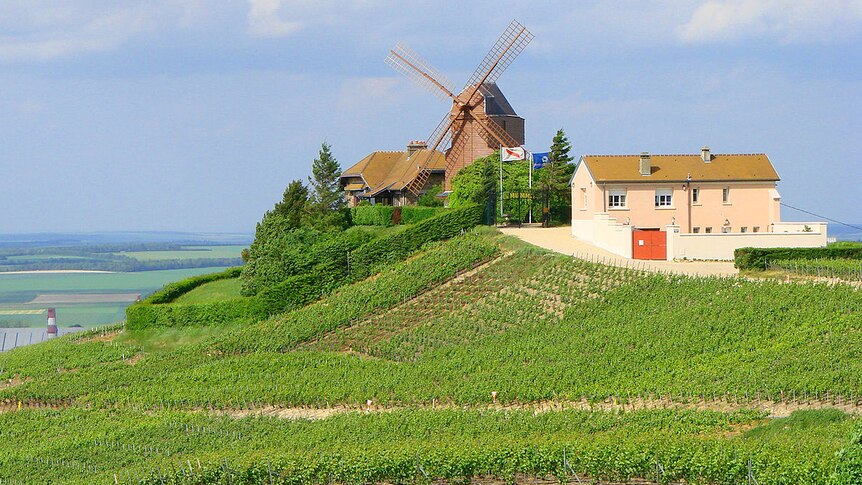 Vineyard in Champagne region, France.
