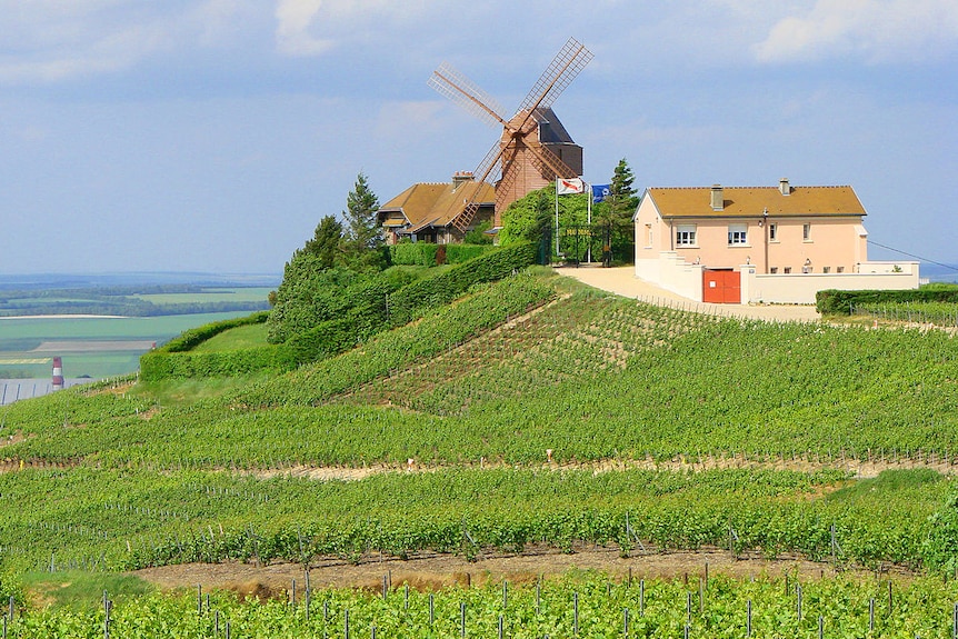 Vineyard in Champagne region, France.