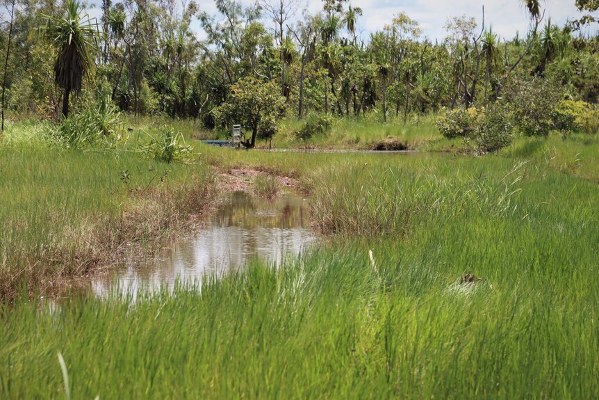 A crocodile trap in the distance in a grassy creek.