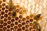 Bees on a hive.