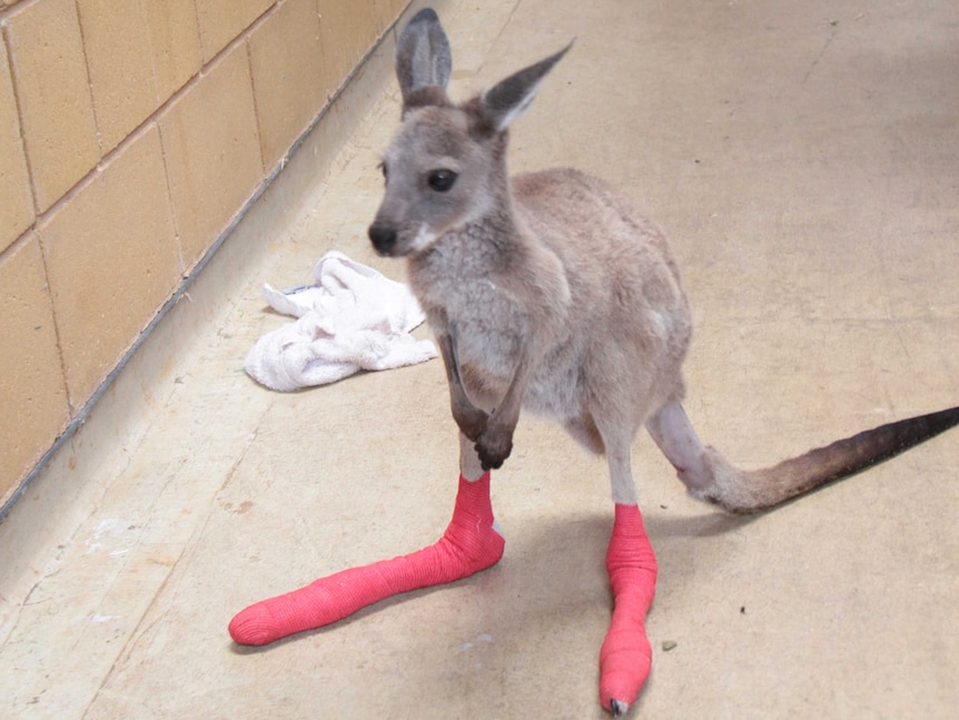 Adelaide Zoo cares for wildlife injured in bushfires