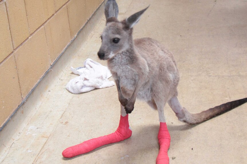 Adelaide Zoo cares for wildlife injured in bushfires