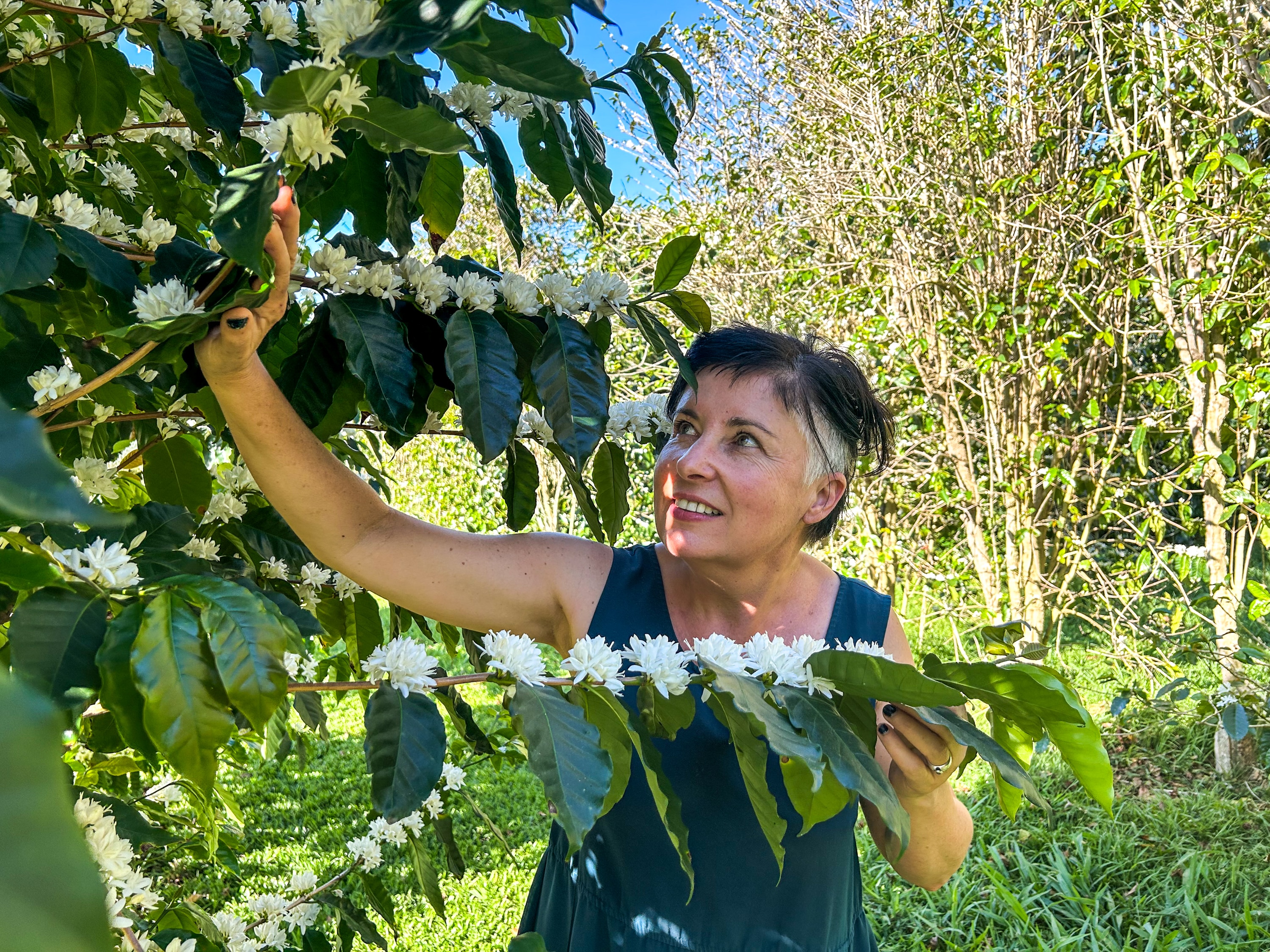 Una mujer con un vestido azul destroza ramas de cafetos con flores blancas.