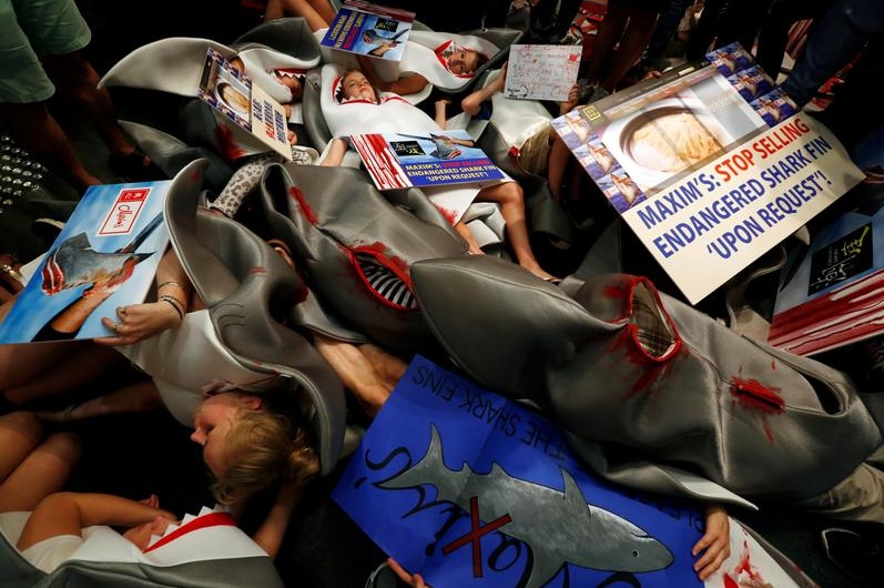 A group of protesters wearing shark costumes marches.