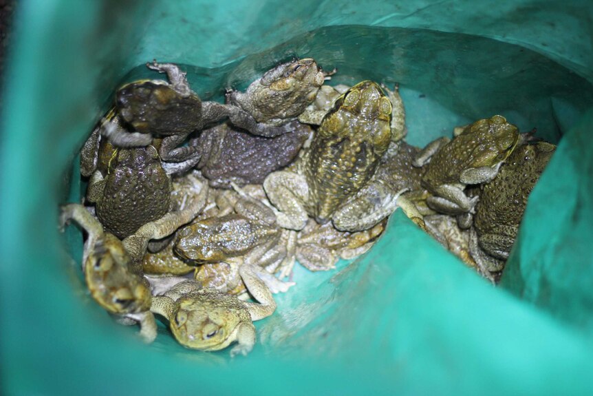 A green plastic bag full of cane toads.