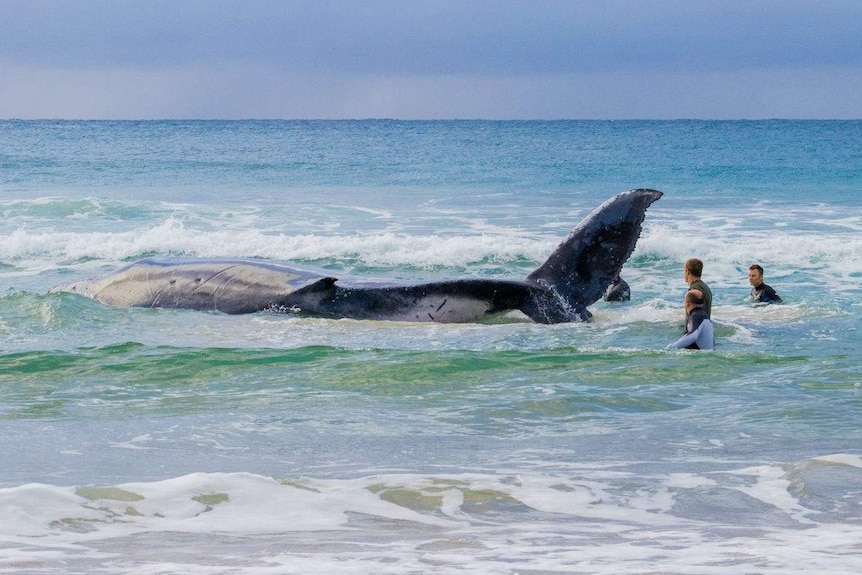 A whale in the water.