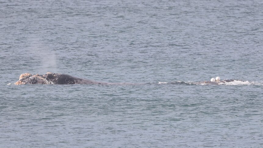 A whale with an entanglement of ropes on its tail