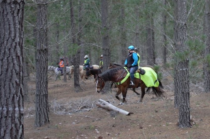 Five people on horses in a forested area.