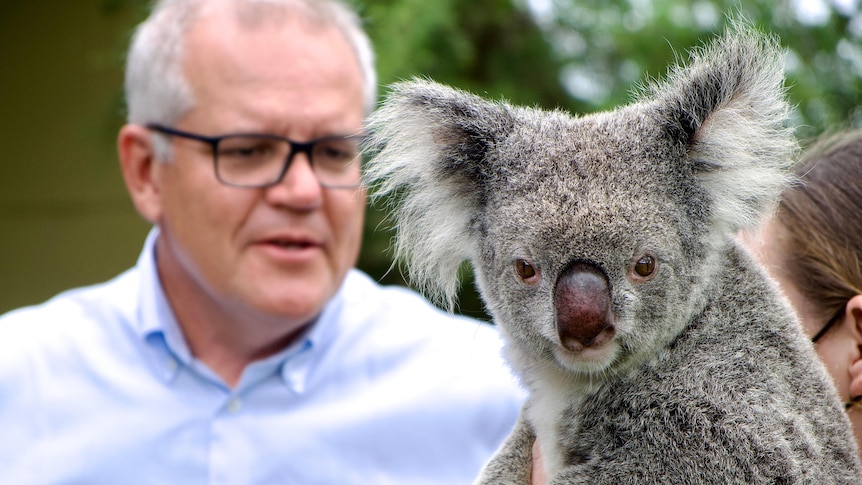 Prime Minister Scott Morrison appears blurry in the background with a koala pictured facing the camera in the foreground
