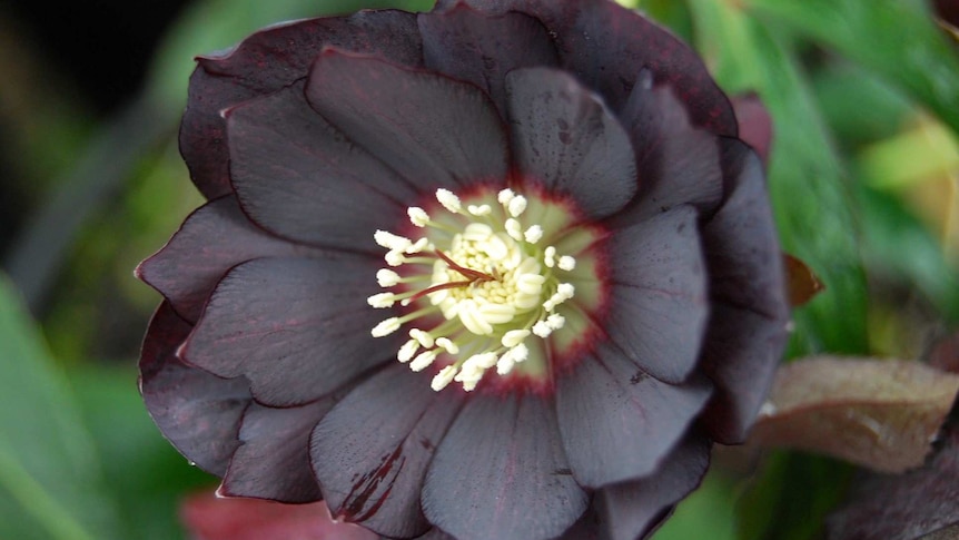 Close up photo of a dark petalled winter rose, or hellebore