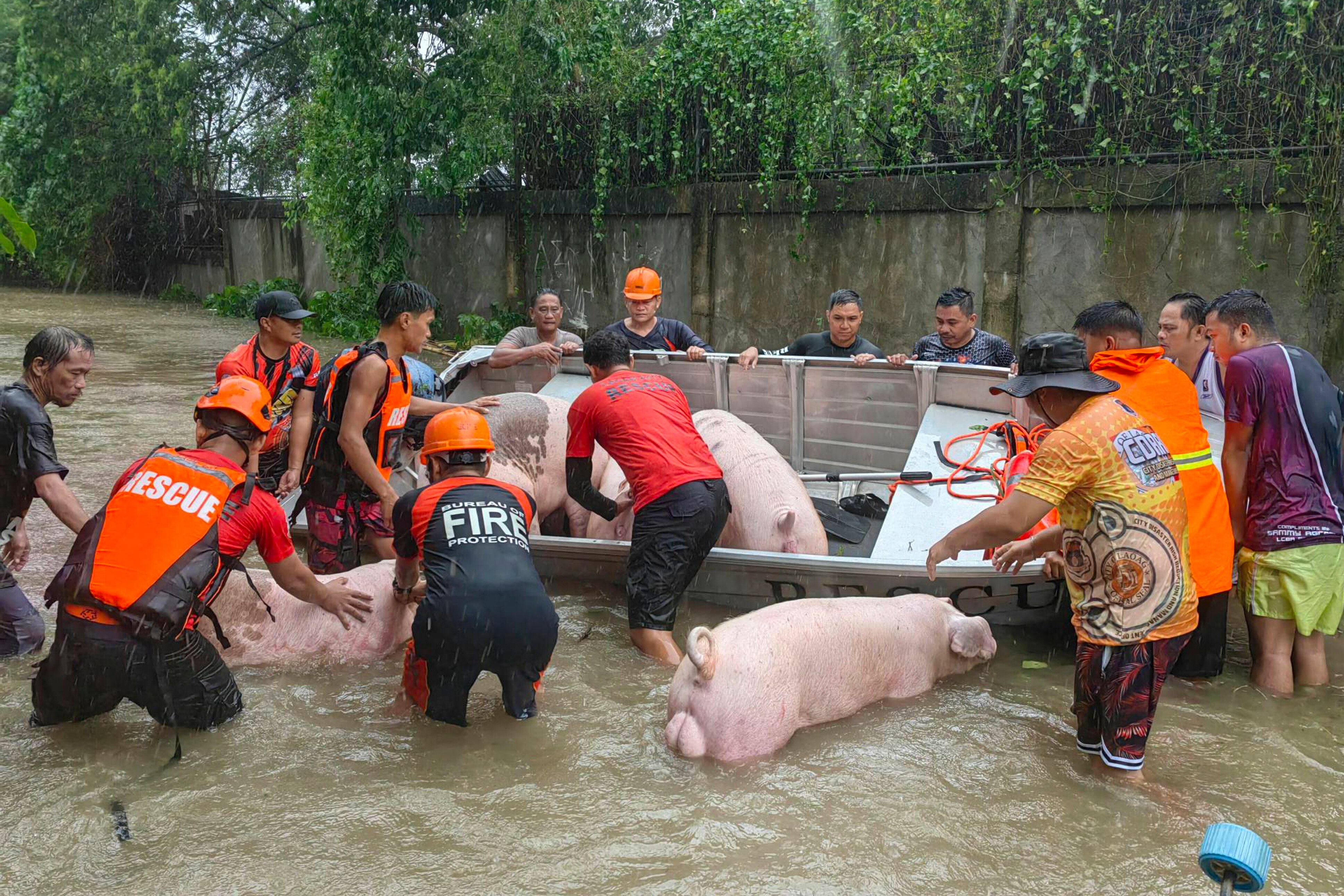 Rescuers carry pigs inside boats along floodwaters caused by Typhoon Doksuri.