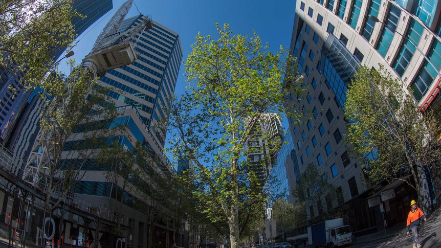 A tree grows on the median strip on a central Melbourne street, surrounded by tall office buildings.