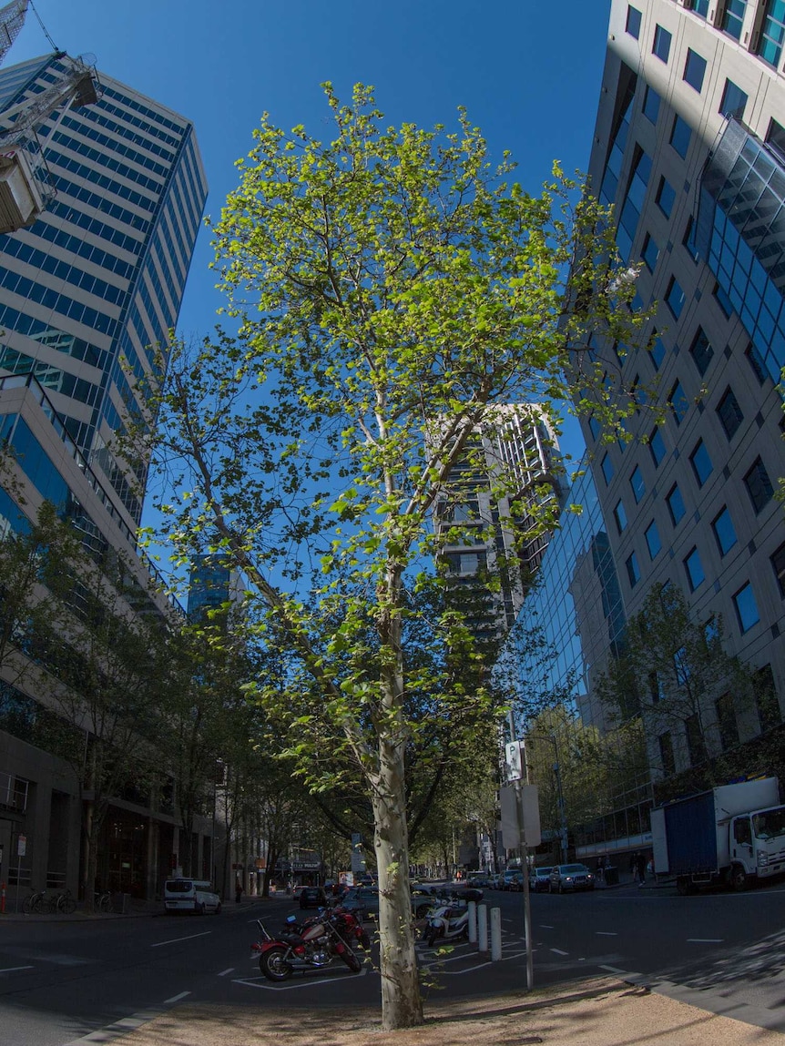 A tree grows on the median strip on a central Melbourne street, surrounded by tall office buildings.