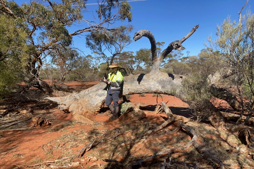 A woman in yellow high vis and a hat stands in the centre frame against a log on red dirt