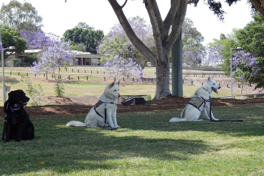 Young Diggers: Dogs in training