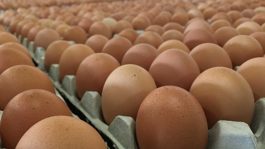 ACCC cracks free range egg supplier