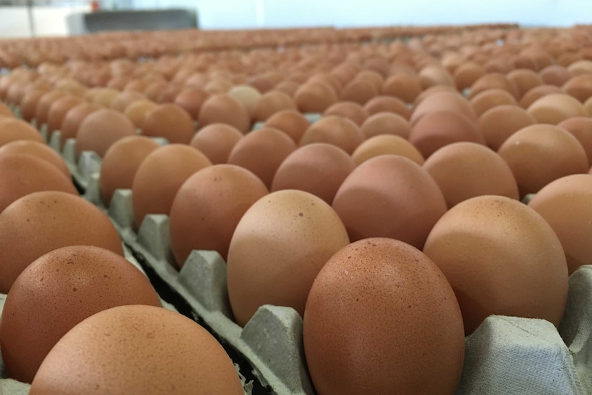 ACCC cracks free range egg supplier