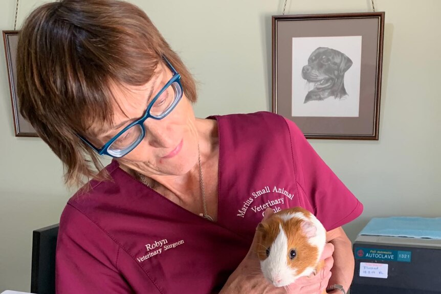 Woman wearing pink shirt holds an orange-and-white guinea pig inside a vet consulting room.