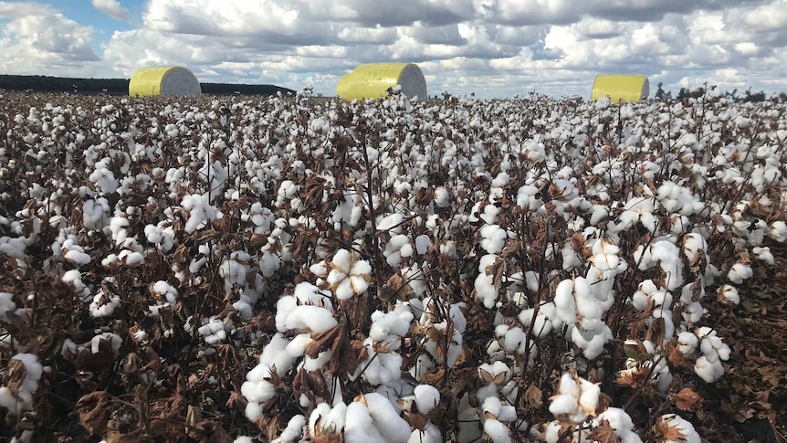 Rows of cotton with bales in the background