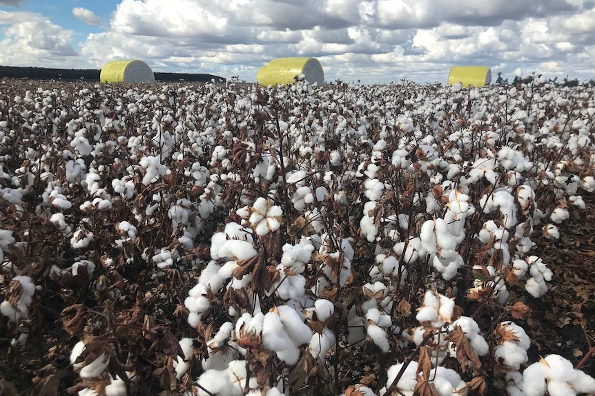 Rows of cotton with bales in the background