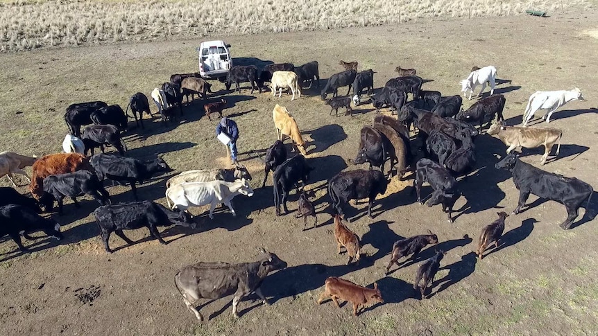 Farmer Mark Wyllie in a paddock distributing feed to hungry cows.