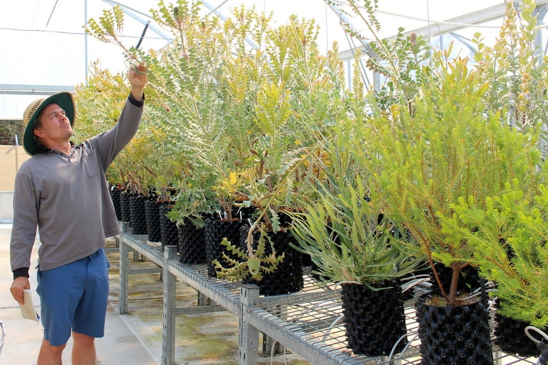 David Taylor in the banksia nursery at the Australian National Botanic Gardens, November 2018