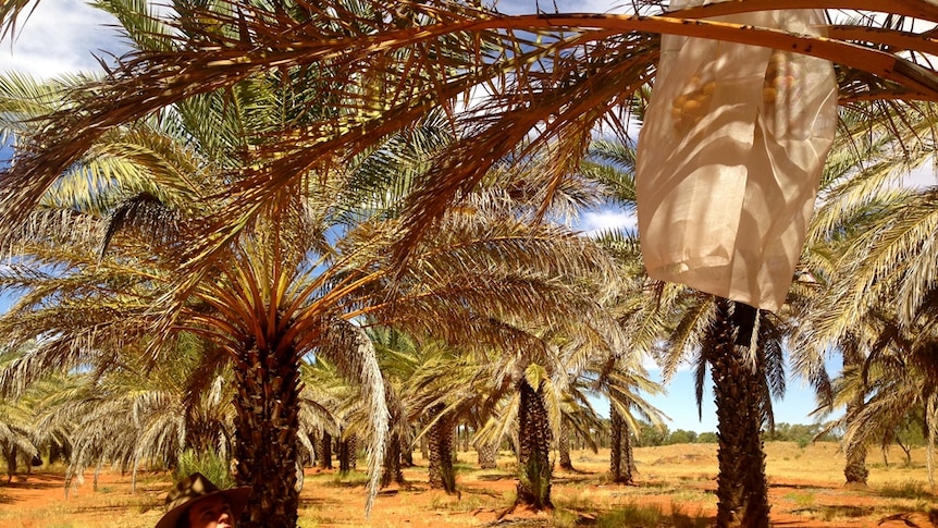 A hessian bag hangs from a date tree, among rows of date trees