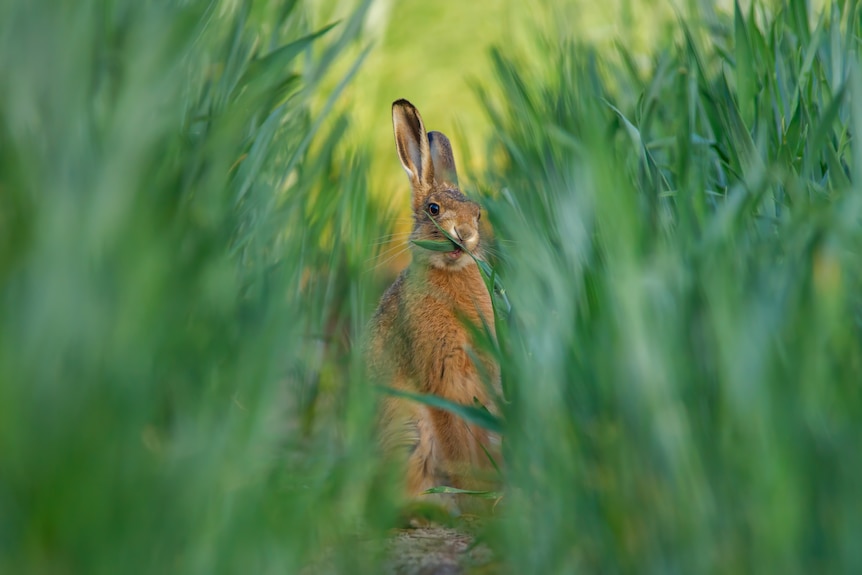 A hare chewing on long green grass