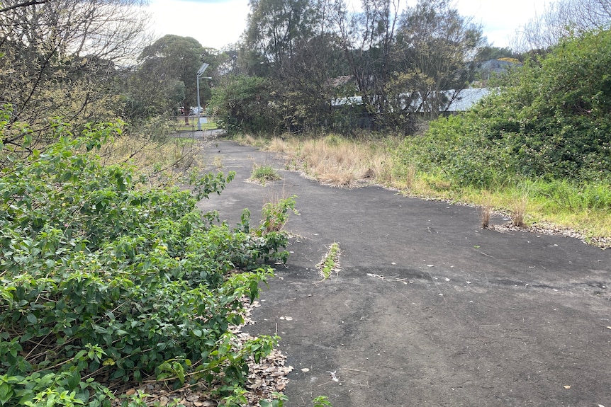 A cracked asphalt road with trees, bushes and grass growing either side.