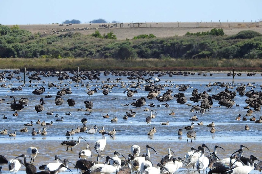 Hundreds of swans, ducks, ibises and other waterbirds in a shallow river.