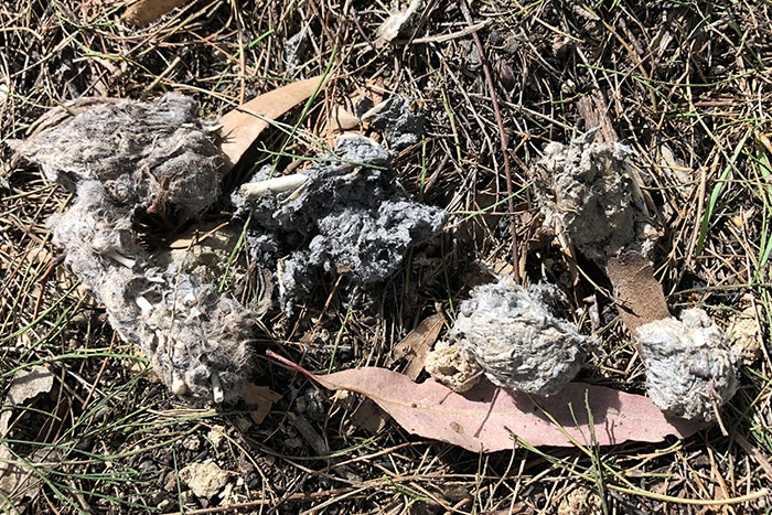 Powerful owl pellets - regurgitated bones and fur