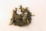 A small pile of debris on a white background.