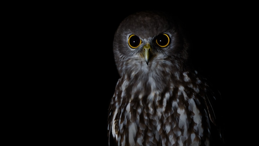 An owl photographed in the dark. Stares at the camera.