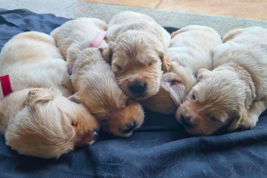 Puppies lay on a blanket
