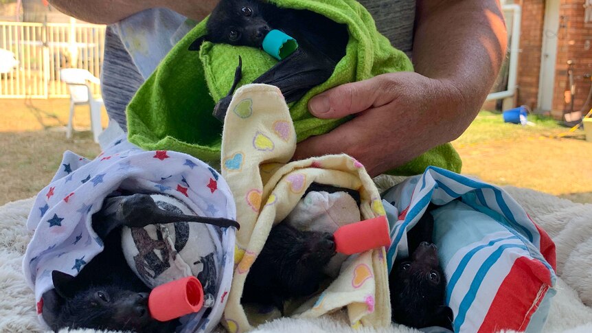 orphaned baby bates, pups, mumma wraps, girl guides, flying foxes